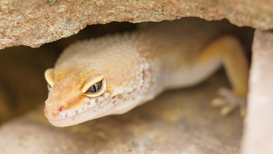 Les lézards