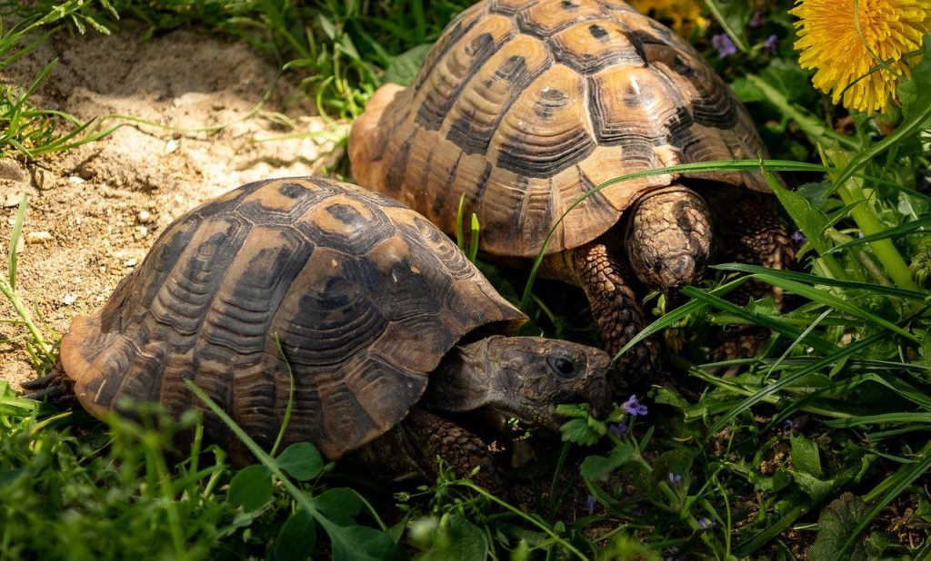 Les tortues terrestres