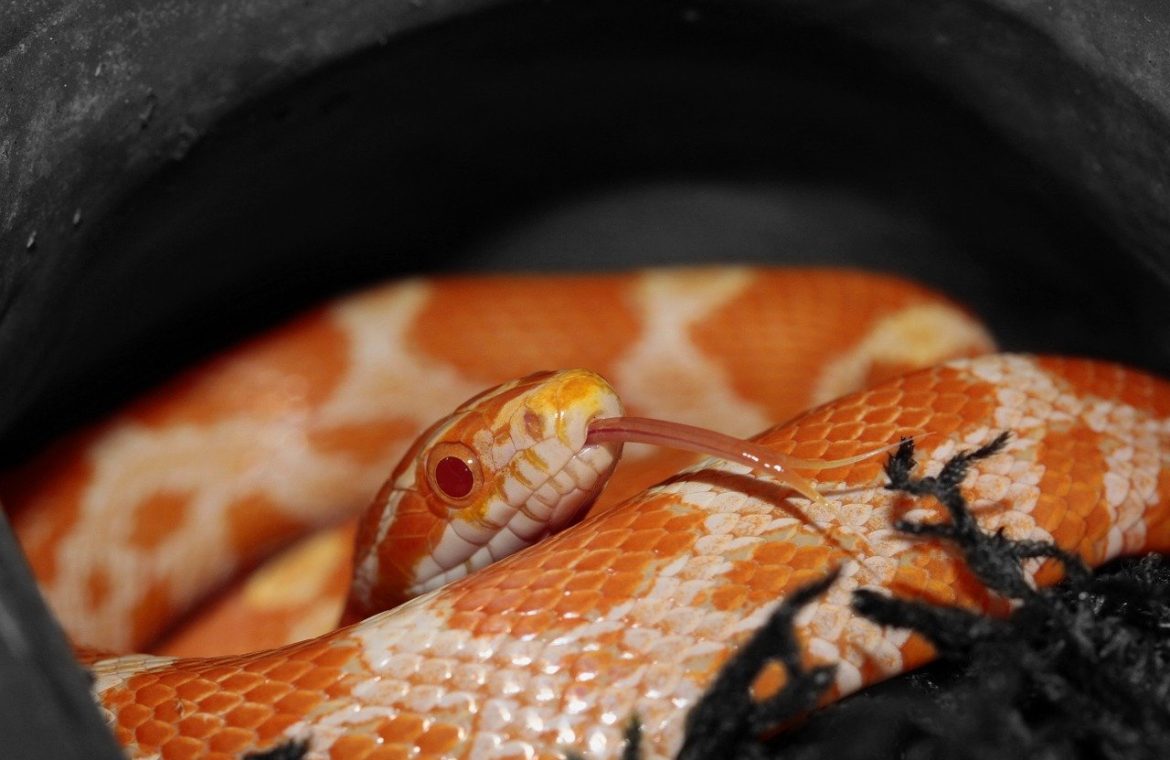 Pantherophis Guttatus 5