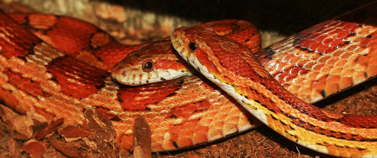 Pantherophis Guttatus 2