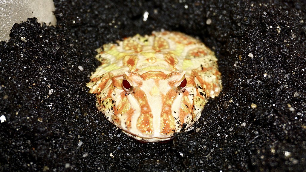 Ceratophrys cranwelli