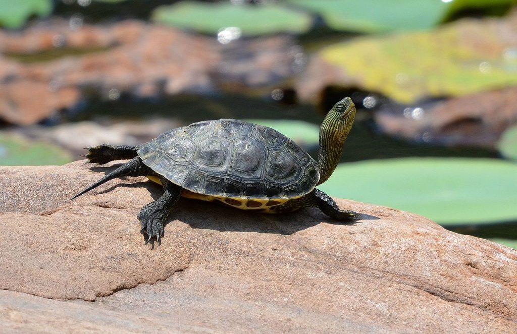 Mauremys sinensis