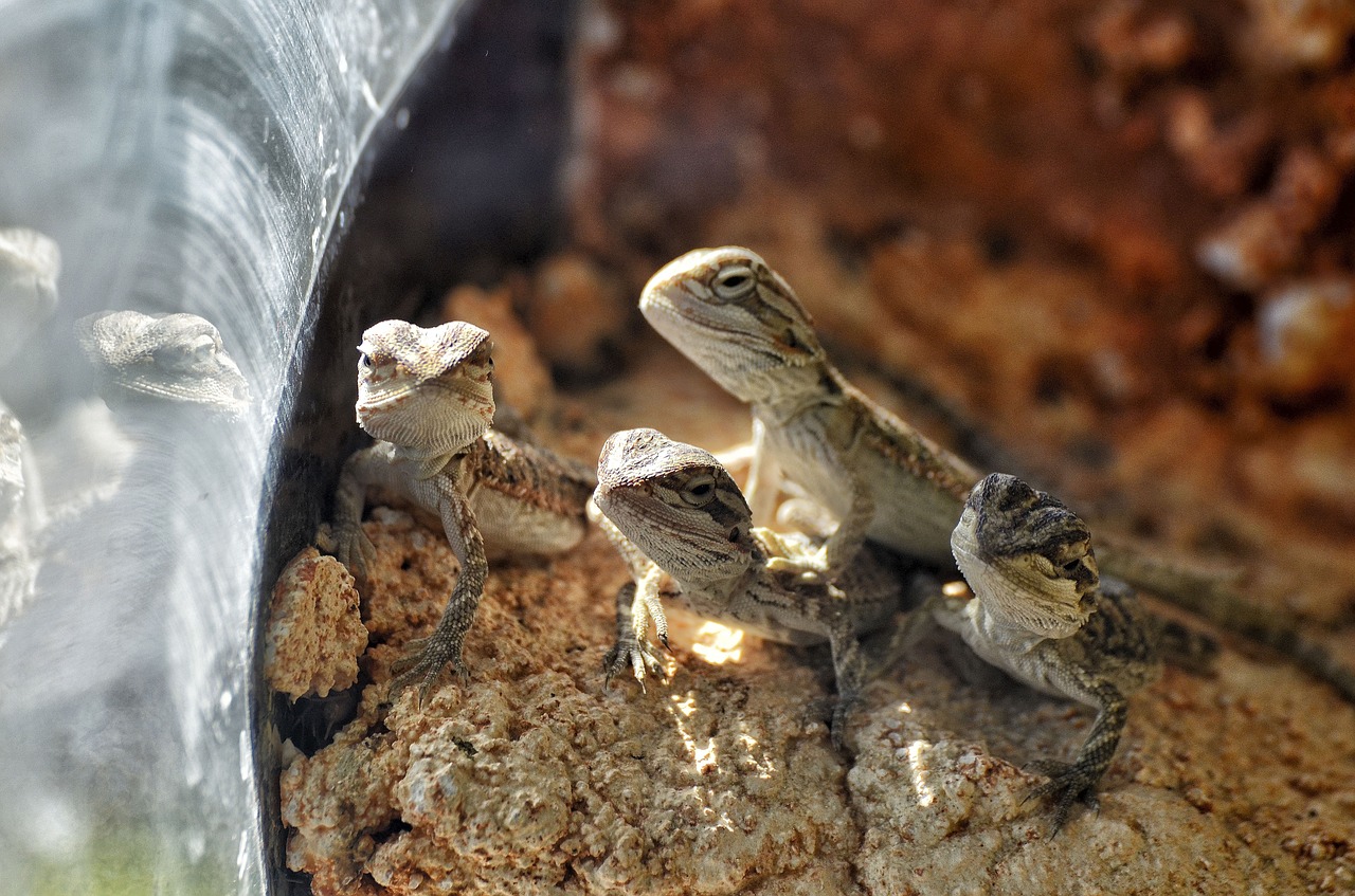 Pogona Vitticeps juvéniles