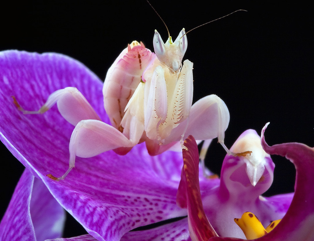 mantes orchidée