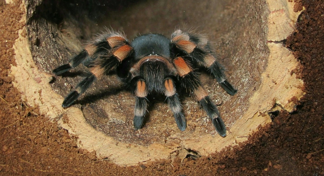 Mygale Brachypelma