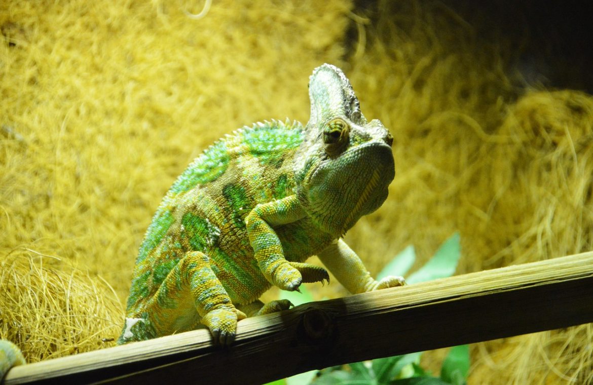 reptiles et canicule