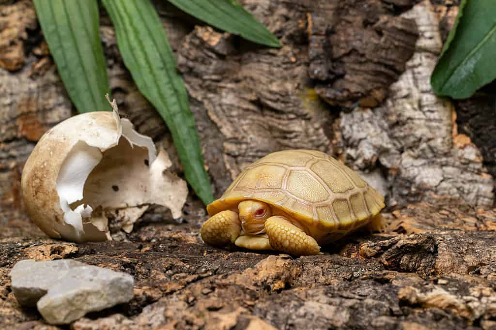 tortue des Galapagos albinos