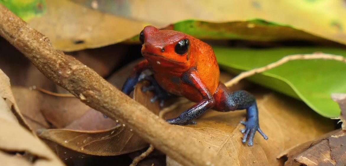 toxicité dendrobate