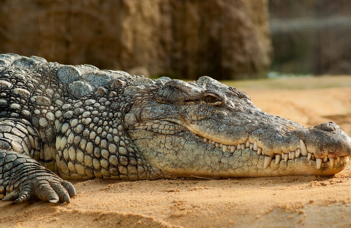 2 crocodiles en Essonne